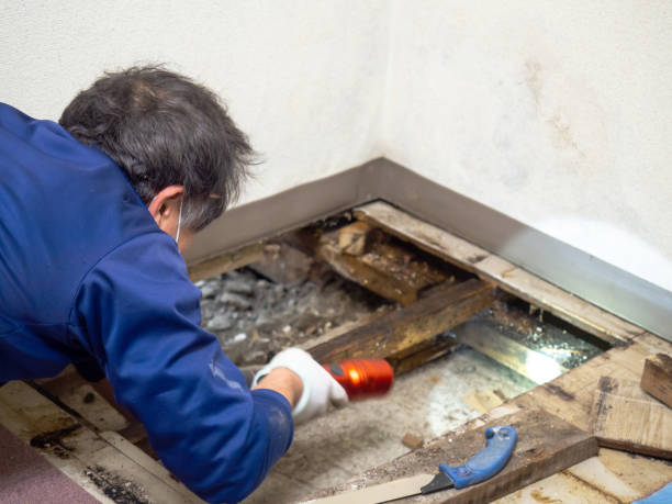 Best Affordable Mold Removal  in Williston, ND
