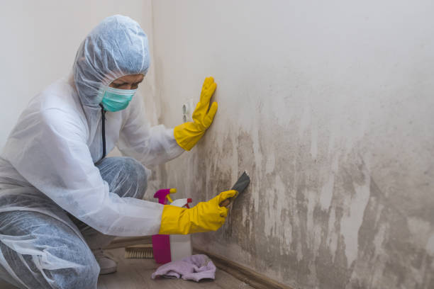 Best Residential Mold Removal  in Williston, ND
