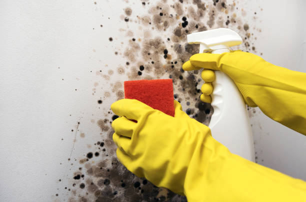 Best Mold Removal Near Me  in Williston, ND