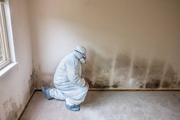 Best Best Mold Removal Companies  in Williston, ND