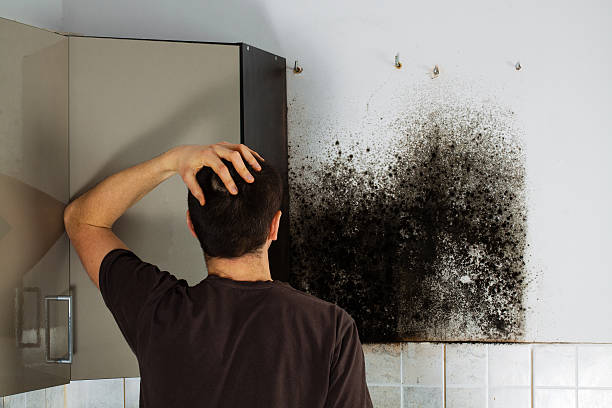 Best Residential Mold Removal  in Williston, ND