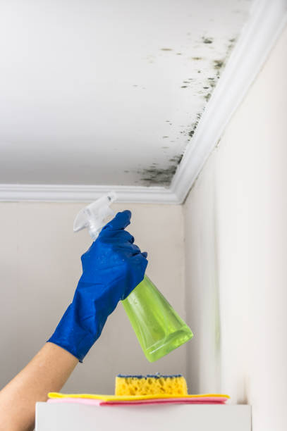 Best Emergency Mold Removal  in Williston, ND